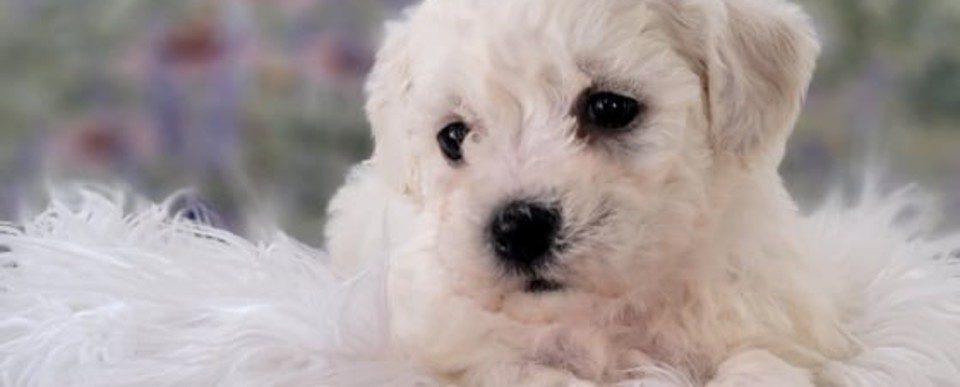 shichon puppies for sale